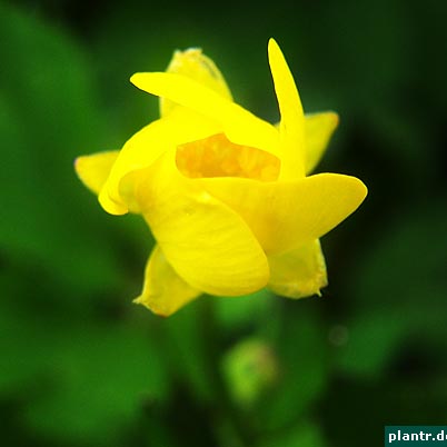 hahnenfuss ranunculus