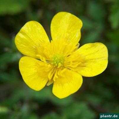 hahnenfuss-ranunculus
