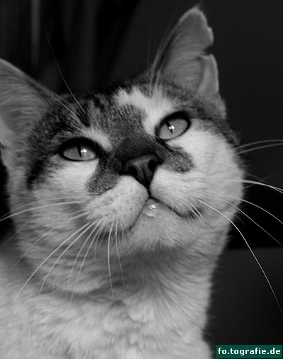 kater-k-006aweb-kopie kater-k-006aweb-kopie