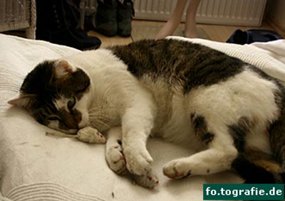 kater-k-006web-kopie kater-k-006web-kopie