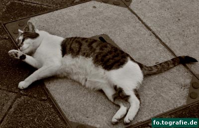 kater-k-009-1-kopie kater-k-009-1-kopie