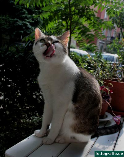 kater-k-024web-kopie kater-k-024web-kopie