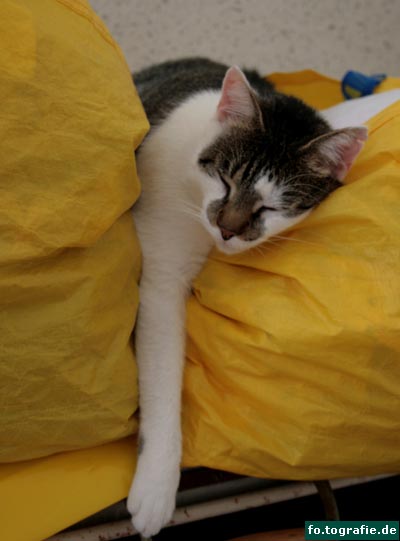 kater-k-071web-kopie kater-k-071web-kopie