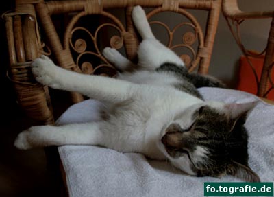 kater-k-101web-kopie kater-k-101web-kopie