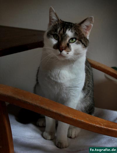 kater-k-102web-kopie kater-k-102web-kopie