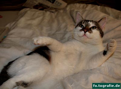 kater-k-157web-kopie kater-k-157web-kopie