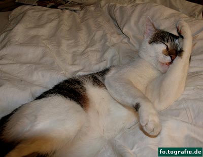 kater-k-159web-kopie kater-k-159web-kopie