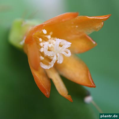 lepismium monacanthum