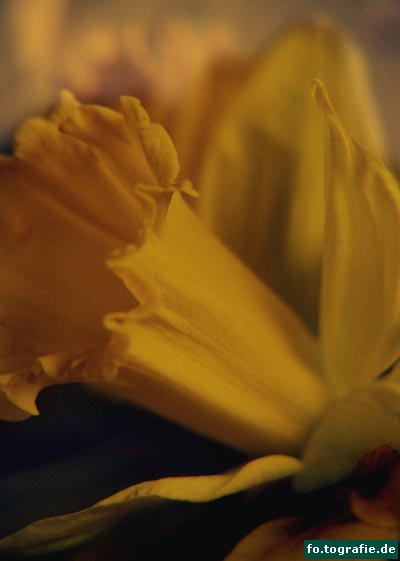 narzisse-narcissus-1