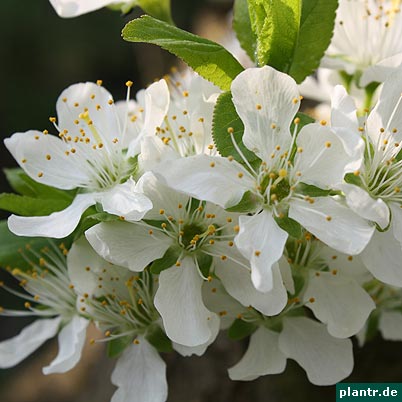 pflaumenbluete