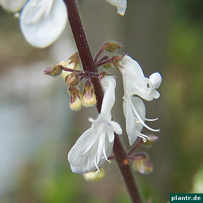 plectranthus forsteri bluete
