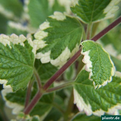 plectranthus forsteri