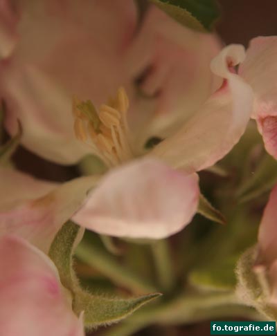 rosa-zweig-027-kopie