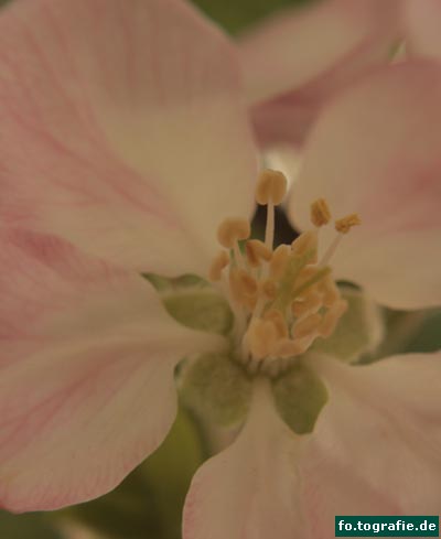 rosa-zweig-038-kopie