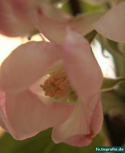 rosa-zweig-041-kopie1