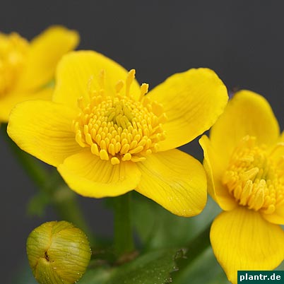 sumpfdotterblume caltha
