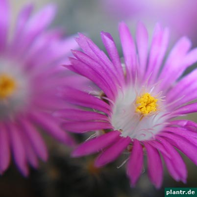 trichodiadema bluete