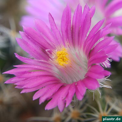 trichodiadema bluete