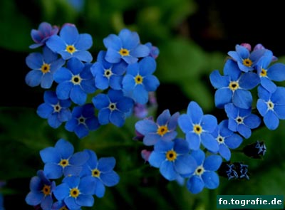 vergissmeinnicht-brunnera-macrophylla