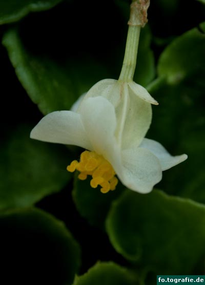 weise-begonie-018 weise-begonie-018