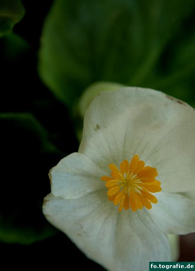 weise-begonie-019 weise-begonie-019