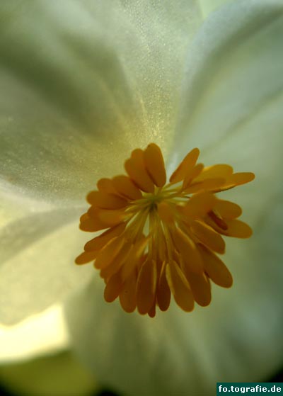 weise-begonie-03 weise-begonie-03