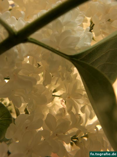 weiser-flieder-015 weiser-flieder-015