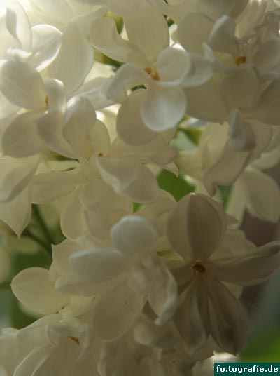 weiser-flieder-027 weiser-flieder-027