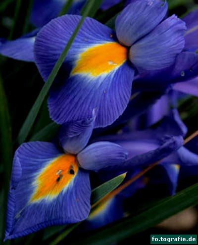 zwergiris-iris-reticulata-1