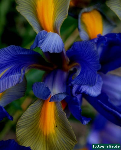 zwergiris-iris-reticulata-2