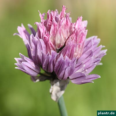 allium schoenoprasum