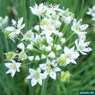 allium tuberosum