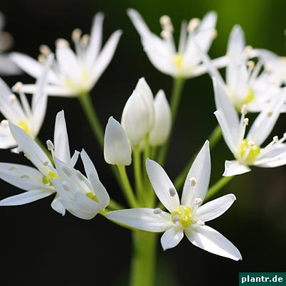 allium ursinum