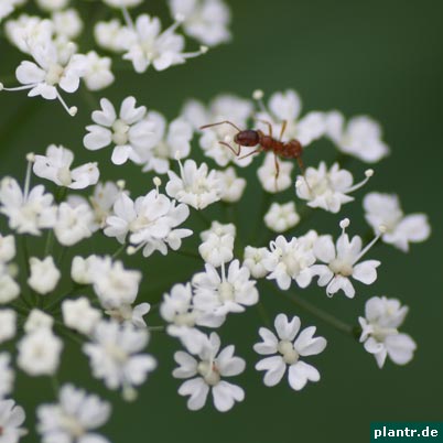 ameise auf scharfgarbe