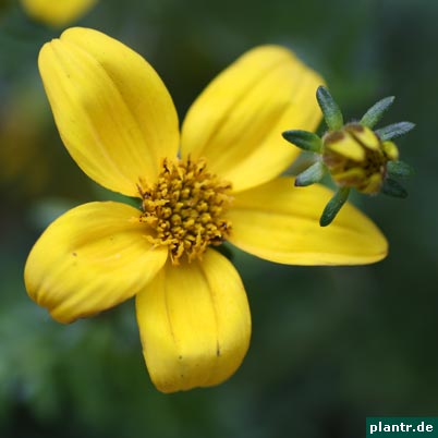 bidens ferulifolia