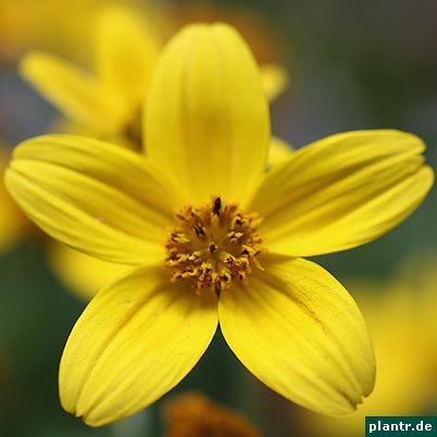 bidens ferulifolia