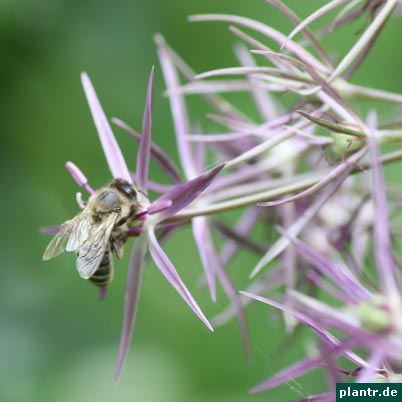biene allium