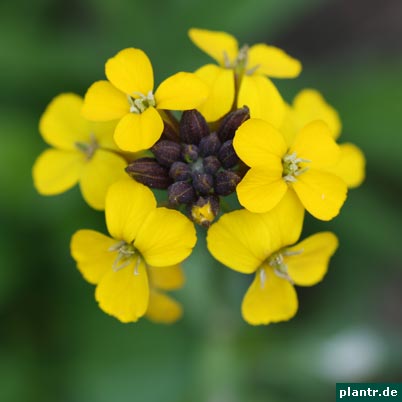 bluete gelb bluete gelb