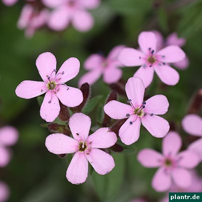 bluete pink bluete pink