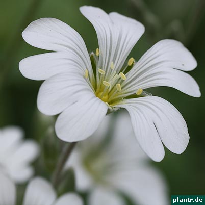 bluete weiss bluete weiss