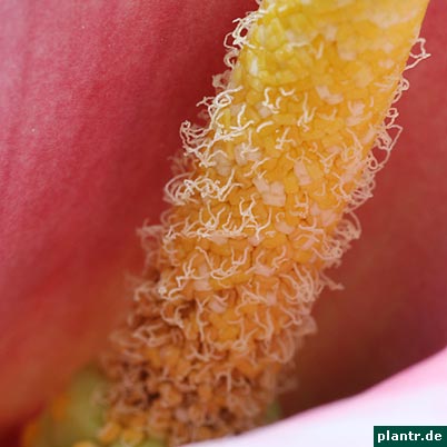 calla kolben calla kolben