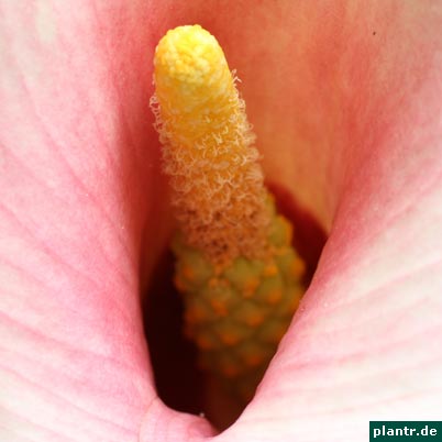 calla spadix calla spadix
