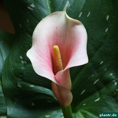 calla spatha calla spatha