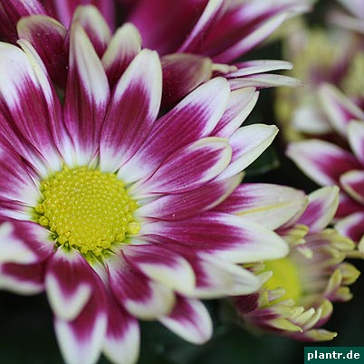 chrysantheme