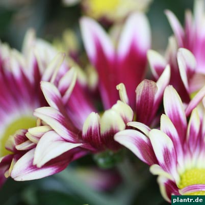 chrysanthme blueten