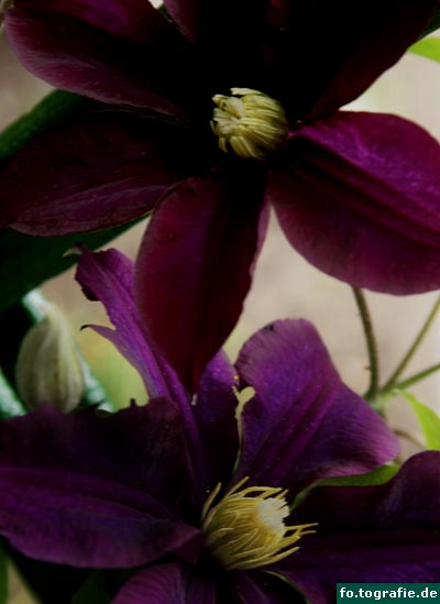 clematis-1