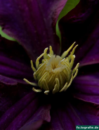 clematis-2