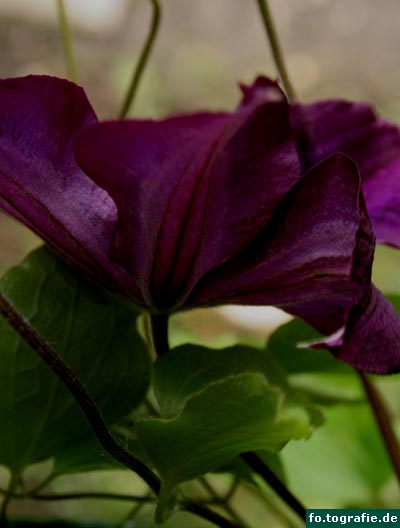 clematis-3