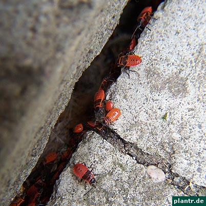 feuerwanzen