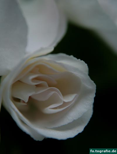 geranien-1 geranien-1